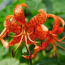 50 Lilium Turks Cap Lily Seeds / Multi-Effect.