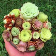 2000 Grenovian Hybrid Seeds Large Exotic Succulents Available Separately - 2000 - View 1