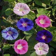 Annual Ipomoea Purpurea Morning Glory Seeds 100PCS Wild Climbing Plant Flower Seeds For Planting - 100 Seeds - View 2