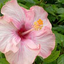 175pcs Seed Flower Plants For Garden Decoration, Outdoor Flower And Tree Planting, Suitable For Plant Lovers, A Warm And Comfortable Gift Of Nature