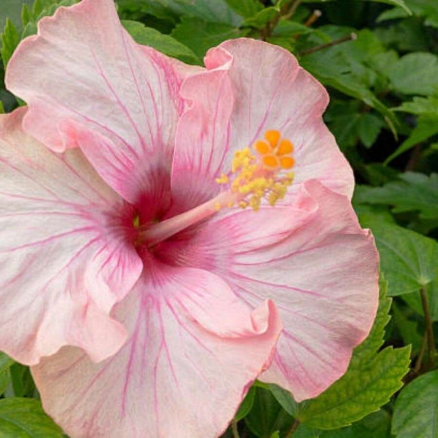 175pcs Seed Flower Plants For Garden Decoration, Outdoor Flower And Tree Planting, Suitable For Plant Lovers, A Warm And Comfortable Gift Of Nature