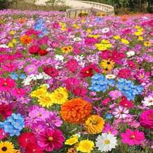 1000 Perennial Cold-Resistant Flower Seeds Mix - Calliopsis, Bairic, Sunflower And More For The Ever-Blooming Garden