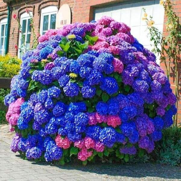 300 semi di ortensie blu, rosa e viola - fiori versatili adatti per giardini colorati - semi di piante resistenti al freddo adatti per gli amanti del giardinaggio - varietà facili da coltivare adatte per il paesaggismo