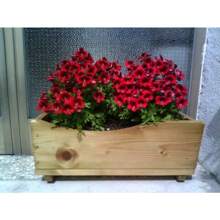 78 Pieces Of Mixed Colorful Butterfly Orchid (Angel Wings) Westoniski Zantus Flower - 78PCS - View 2