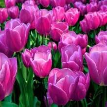 Lilac Tulip For Planting (10 Seeds) Perennial Flower For Outdoor Or Indoor Cultivation - Shipping From Iowa, USA - 10粒種子 - 查看 1