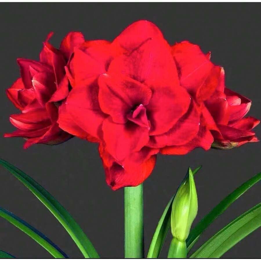 Planta con floración - 1 bulbo gigante de Amaryllis Carmen Flor gigante Hippeastrum rojo oscuro holandés - Variante 1 - Ver 1