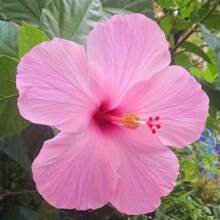 175pcs Seed Flower Plants For Garden Decoration, Outdoor Flower And Tree Planting, Suitable For Plant Lovers, A Warm And Comfortable Gift Of Nature