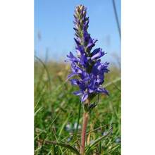 200 Pieces Veronica Spicata Seeds - 200 - View 2