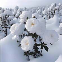 264 Pieces White Rose Seeds Quarterly, Curly Bees, Butterflies And Hummingbirds, Fragrant Courtyard, Garden Pot, Landscaping Decoration, Flower Bed, Outdoor 100 Flower Seeds - 264 - View 4