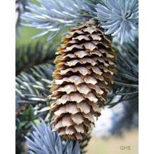 50 Colorado Blue Picea Pungens Glauca Weihnachtsbäume Sier Cedar Immergrüne Baumsamen