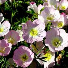 American Finished Christmas Gifts Beautiful Moonlight Grass Flower 100 Seeds Four Seasons Sowing Blooming Flower Seeds Gardening Outdoor Seeds