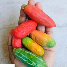 100seeds + Coccinia GrandisIvy Gourd Seeds Packtindora Plant Seeds For Home GardeningSelect The Amount
