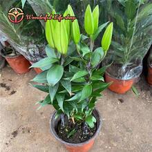 1 Beverly's Dream Oriental Lily - Lily Bulb Seeds, Seedlings, Flowers - Garden Friendly, Easy To Grow - 紅色 - 查看 7