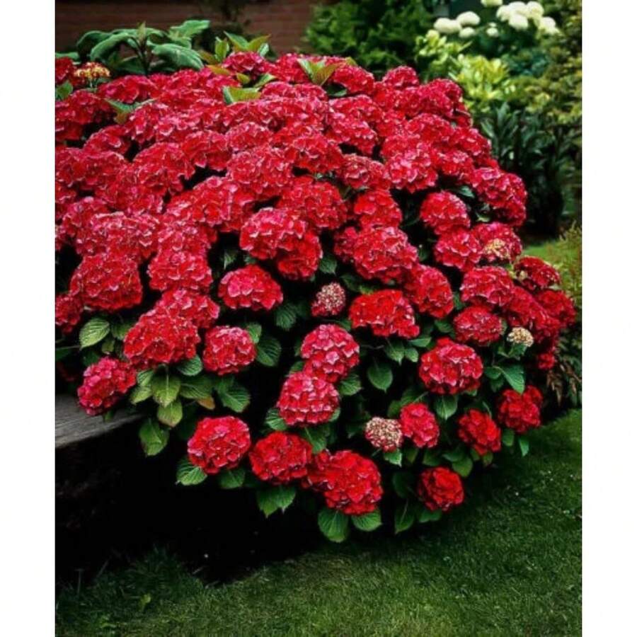 100 semillas/paquete Hortensias rojas para el jardín - 50 semillas/paquete - Ver 1