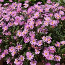 288 Pieces Of Seeds Versatile Brachycome Flower Seeds Easy For Planting - 288件 - 查看 2