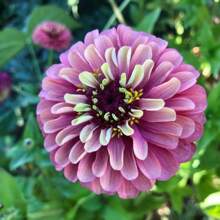 178 semillas de Dalia plantadas 100% No-GMO, con floración prolongada. Las semillas de jardín son fáciles de cultivar y mantener. Ideal para regalar a personas mayores y amigos.