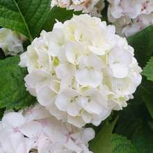 300 piezas bolsa semillas de hortensia neutral N para jardín hogar flores ornamentales resistentes fácil de sembrar variedad premium exterior macetas color vivo decoración perenne - 300 - Ver 2