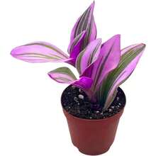 Garden Lovers BubbleBlooms Pink Tradescantia Nanouk, Variegated Wandering , Rare 2 Inch Small Mini Pixie Plant 120 PCS Seeds - 120 PCS Seeds - View 1