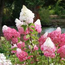 Vanilla Strawberry Hydrangea Seeds Hydrangea Genus Pink Hydrangea Bush Plant Seeds - Fast Growing And Attractive To Pollinating Insects - Decorative Privacy Barriers.E.E.D.S - 39件 - 查看 3
