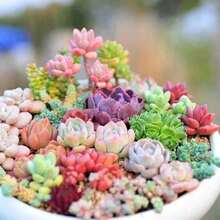 Blooming Sedum Hispanicum Heat And Dry Tolerant, Succulent, Stone Cross Ground Cover Plants - 1000 Seeds Succulent Seeds Garden And Home Bonsai Flower Plants - 1 - 查看 5