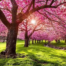 Planting Cherry Blossom Seeds For Planting Seeds In Gardens Or Home Gardens - 100 - View 4