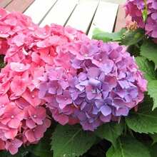 300 piezas bolsa semillas de hortensia neutral N para jardín hogar flores ornamentales resistentes fácil de sembrar variedad premium exterior macetas color vivo decoración perenne - 300 - Ver 4