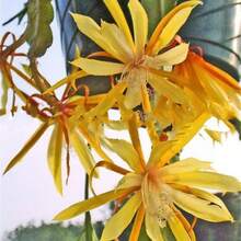 185 piezas de semillas para jardín, balcón, hermosas plantas en macetas, semillas de cress, exterior, flores, plantas, jardinería, naturaleza - 185 - Ver 4