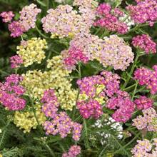 Sweet Lumia Seed, Suitable For Home Gardening, Outdoor Wer Cultivation, Gardening Activities, And Natural Environments - 200 Pieces - View 3