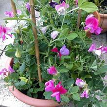 Samen Sweet Cucumber Seeds Lathyrus Odoratus Flower Seeds - Heirloom Mix Very Fragrant Flowers - Red Slender Pink Lavender - Non-GMO Flower Seeds Outdoor Flowers Plants Gardening Nature - 1 - 查看 1