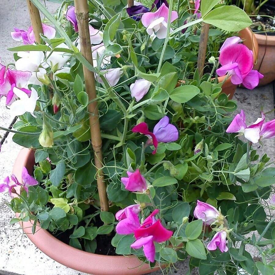 Samen Sweet Cucumber Seeds Lathyrus Odoratus Flower Seeds - Heirloom Mix Very Fragrant Flowers - Red Slender Pink Lavender - Non-GMO Flower Seeds Outdoor Flowers Plants Gardening Nature - 1 - 查看 1