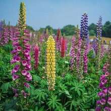 Samen Lupine Russell Variety Mix, Flores de jardín hermosas, extraídas por el Reino de las Semillas, 1000/2000 Semillas Flores para exteriores Plantas Jardinería Naturaleza
