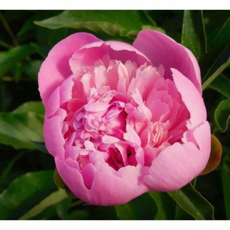 300 Peony Seed Packs, Suitable For Home Gardening Planting Flower Seed Packs
