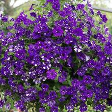 169 piezas Beneficios de la nueva tienda semillas de flores de amor del cielo nocturno - semillas de flores de amor para el jardín familiar - 169 - Ver 2