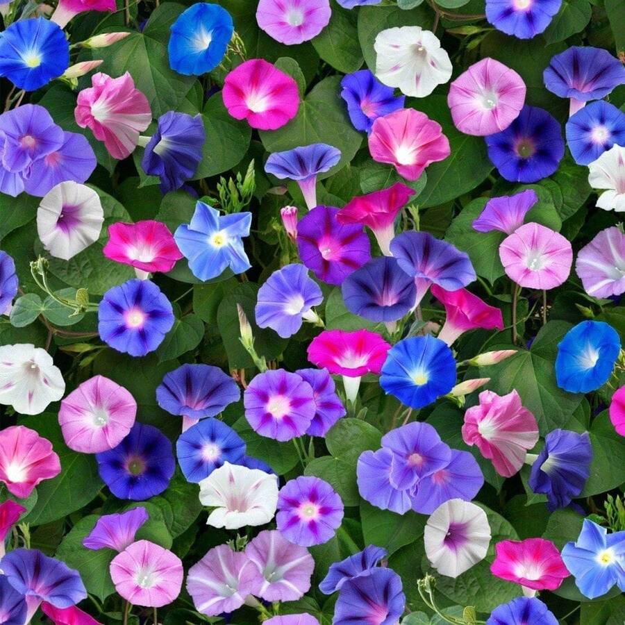 337pcs Dawn Flower Seeds, Suitable For Home Garden Decoration, Easy To Grow - 337 - View 1