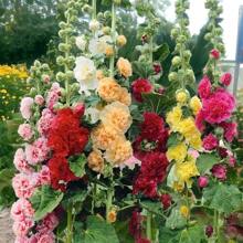 Bezaubernde Pfingstrosensamen – Schaffen Sie einen majestätischen Garten