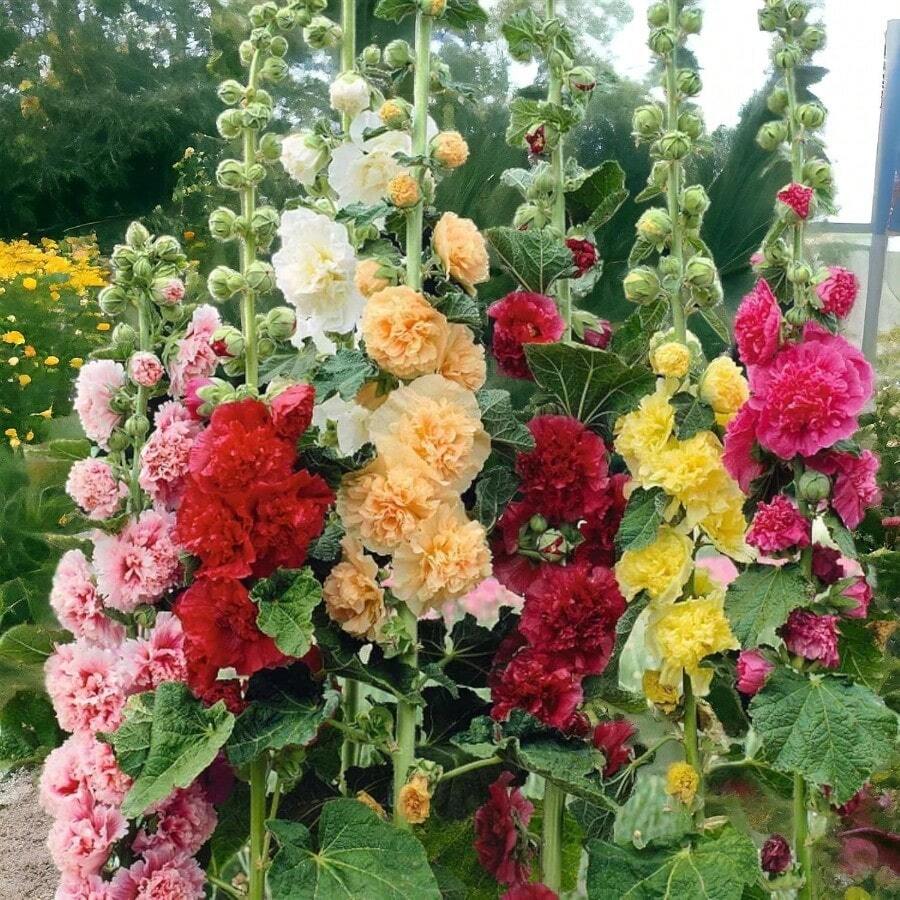 Bezaubernde Pfingstrosensamen – Schaffen Sie einen majestätischen Garten