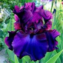 50 PIECES IRIS Bloom Rare Exotic Plant Flower Garden FOR Germination Women's Clothing - 1 - 查看 1