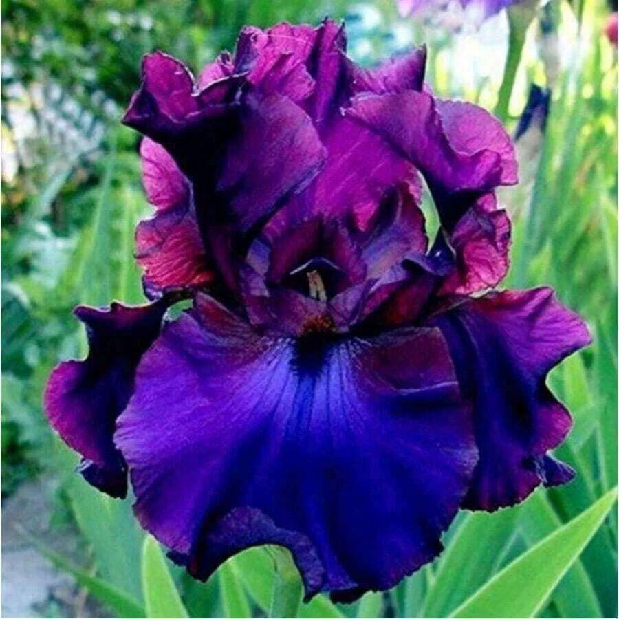 50 PIECES IRIS Bloom Rare Exotic Plant Flower Garden FOR Germination Women's Clothing - 1 - 查看 1