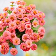 150 Seeds ZINNIA Lilliput Lachs