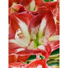 Perfect Daffodils, Real Flowers - Needs Sunlight, 1 Bulb