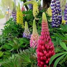Samen Lupine Russell Variety Mix, Flores de jardín hermosas, extraídas por el Reino de las Semillas, 1000/2000 Semillas Flores para exteriores Plantas Jardinería Naturaleza