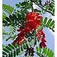 Kolibri-Baum (Sesbania Grandiflora) 10 Seeds - 1 - 查看 5