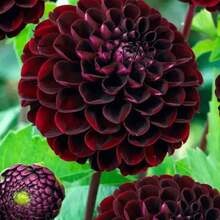 Rapidly Growing Dahlia Labyrinth Flower Seeds, Exotic Mix 150/550 Seeds - Made In The USA - 550 - 查看 7