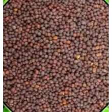 Together 100 Selene Butterfly Lotus Seeds - Seeds Gift For Special Outdoor Flowers Plants Gardening Nature - 100 - Ver 3