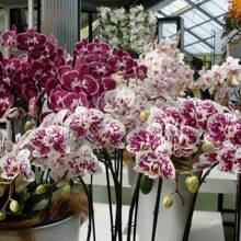 199 Pieces Of Mixed Butterfly Orchids Non-GMO Seeds Live Heirloom Garden Fruits For Exotic Flower Plants