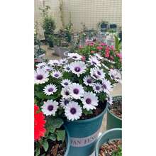 100 Select African Daisy Seeds, Blue-Purple Hue: Exceptional Germination, Sturdy Constitution, Diverse Colors Appealing.Ideal For Balcony Pots, Community Parks.Delight In Their Allure!