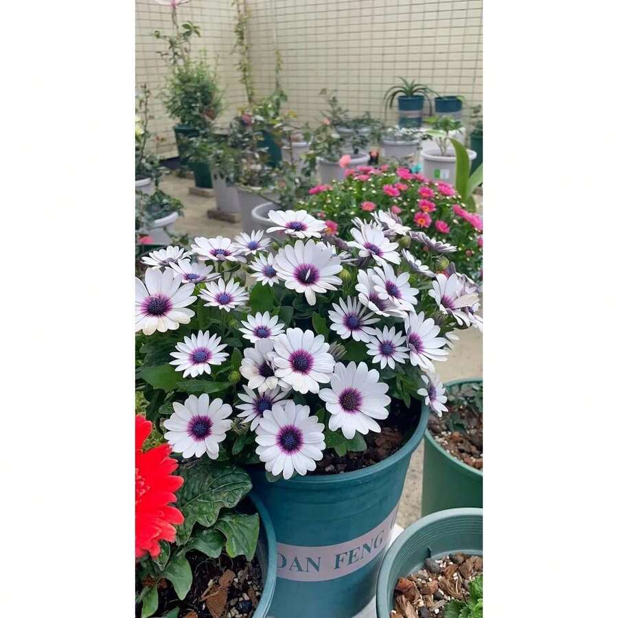 100 Select African Daisy Seeds, Blue-Purple Hue: Exceptional Germination, Sturdy Constitution, Diverse Colors Appealing.Ideal For Balcony Pots, Community Parks.Delight In Their Allure!