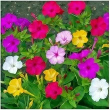 Mirabilis jalapa gemischte Samen. Erstaunliche Hausgartenblumen, gentechnikfreies Erbstückgarten, dichte Blüten, geeignet für Garten oder Topf, einfach zu züchten, tolles Garten Geschenk