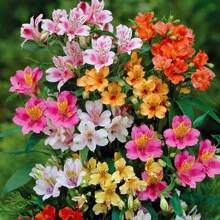 100 Flower Seeds, Peruvian Lilies Mixed Seeds, Aalst Romier Flowers, Decorative Flowers, Long Stamen, Adds Decorative Effect