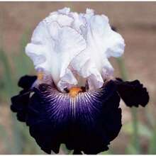 50 PIECES IRIS Bloom Rare Exotic Plant Flower Garden FOR Germination Women's Clothing - 1 - 查看 3